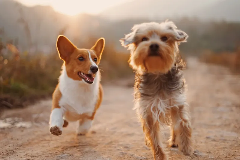 Due cani che corrono felici su un sentiero di campagna