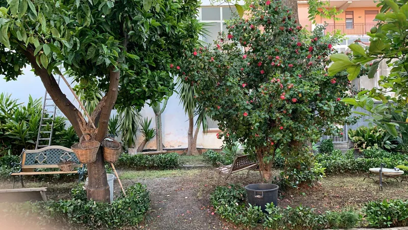 Camelia in fiore e agrumi nel giardino